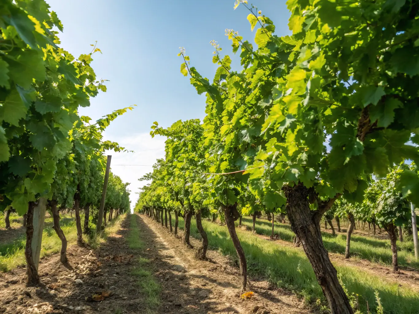 A visitor walking through a vineyard with rows of grapevines, accompanied by a guide explaining the grape varieties.